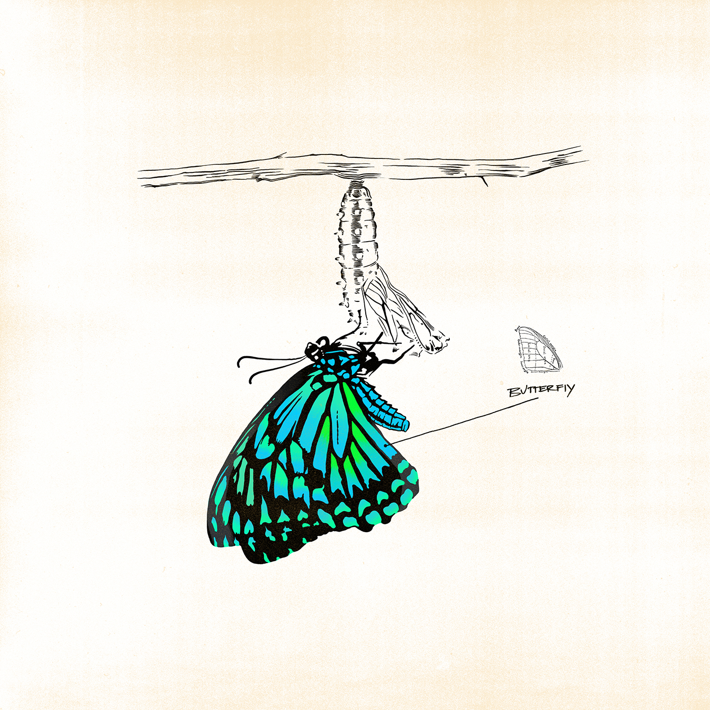 Butterfly