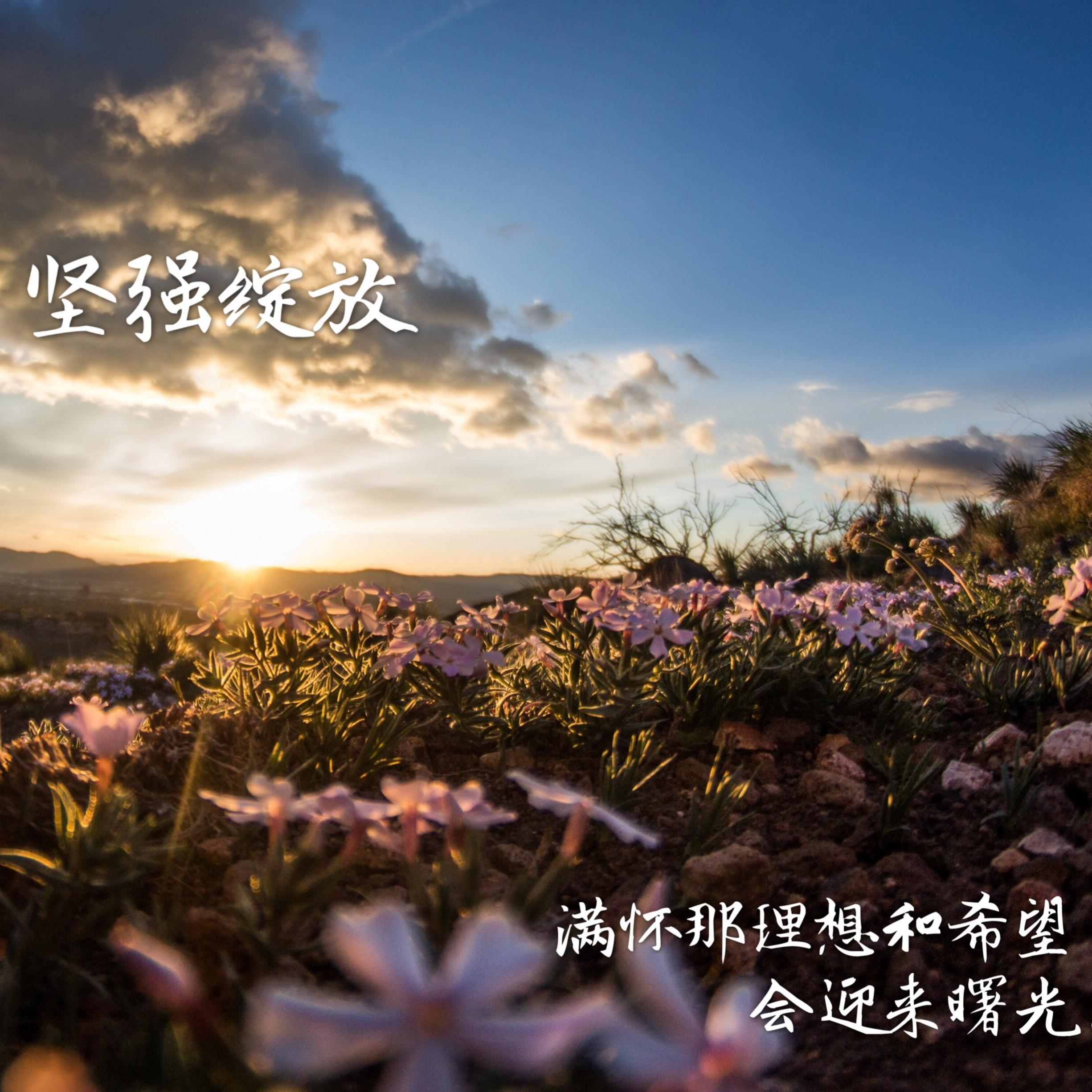坚强绽放