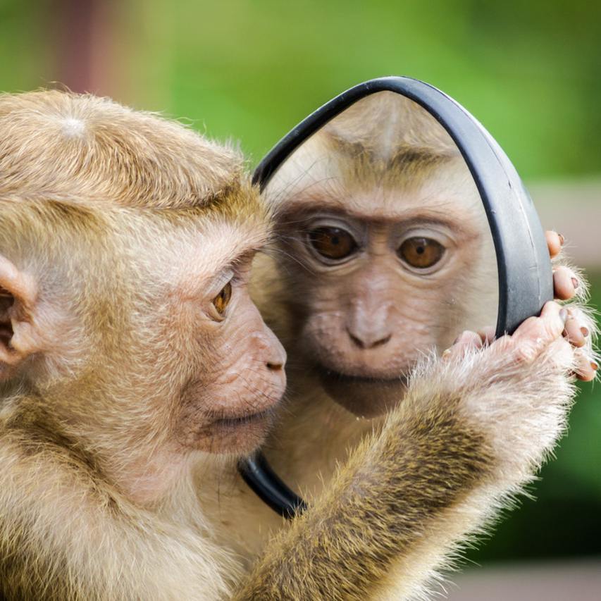 dance monkey
