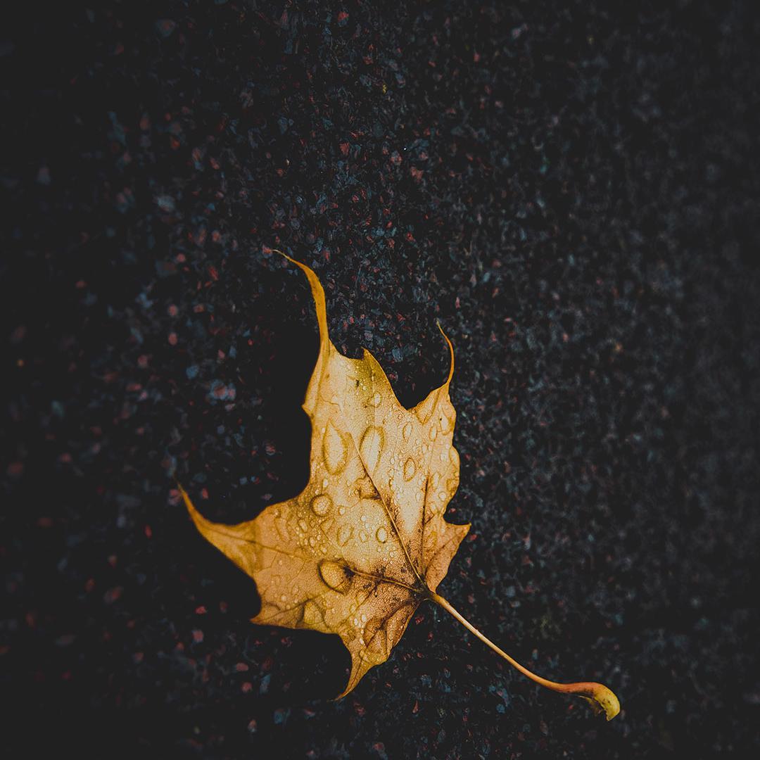 Loving Strangers