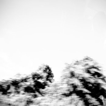 BUTTERFLY SOARS
