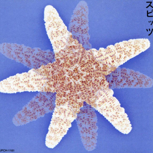 海とピンク