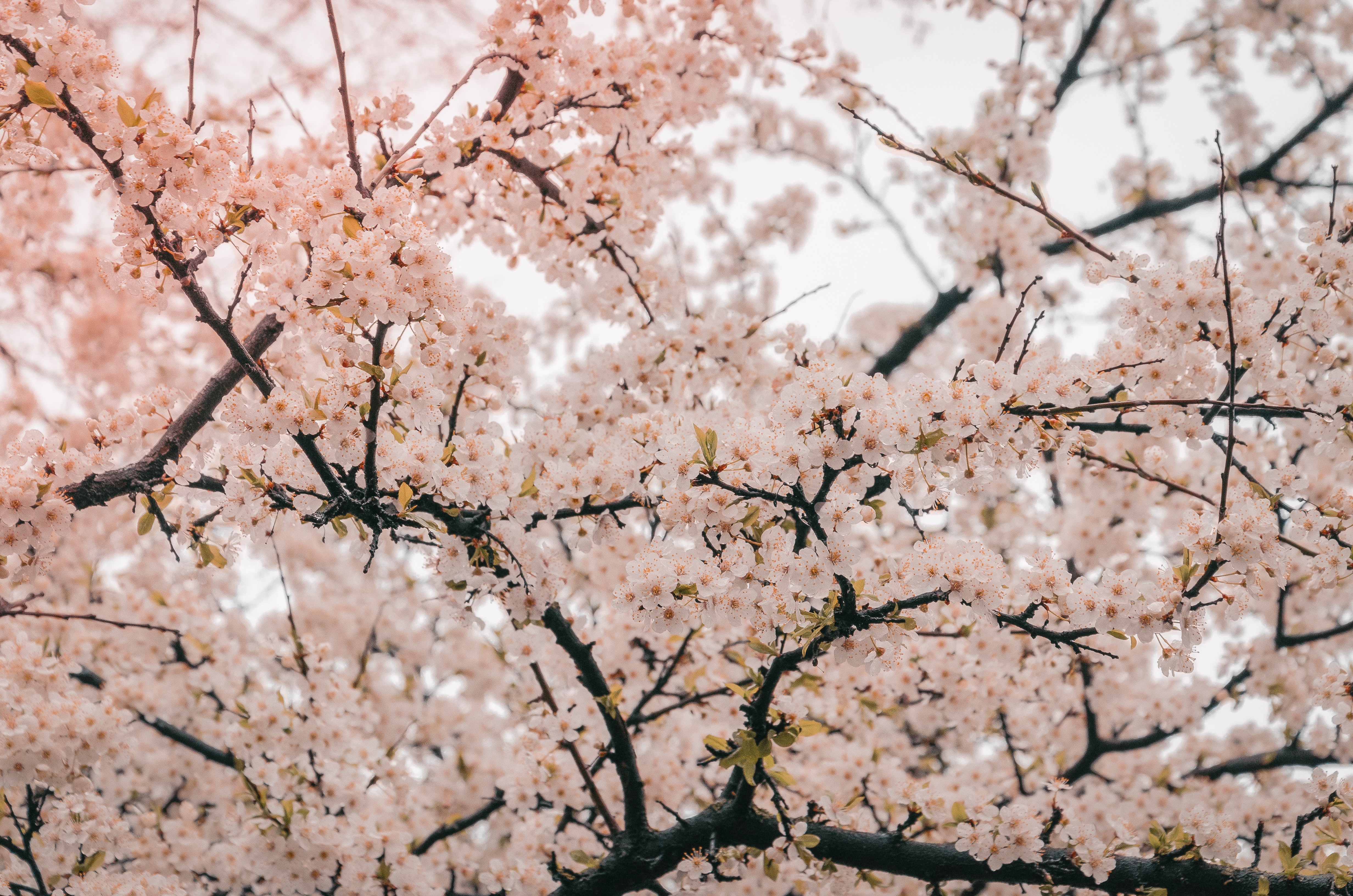 A Spring Without You (Vocal Mix)